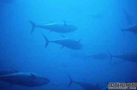 立邦涂料模擬金槍魚開發(fā)防污船底涂料 
