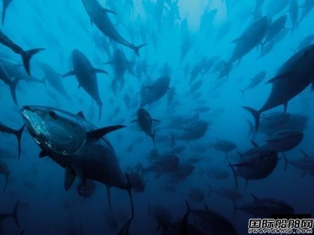 立邦涂料模仿金槍魚開發(fā)防污船底涂料 