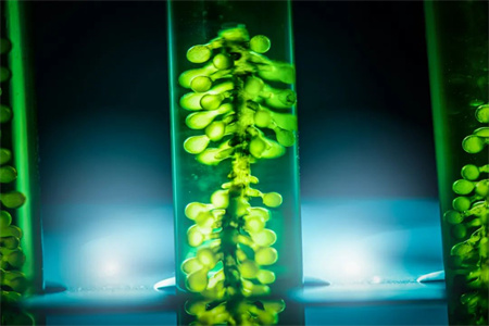 BV發(fā)布生物燃料"BIOFUEL READY"入級符號
